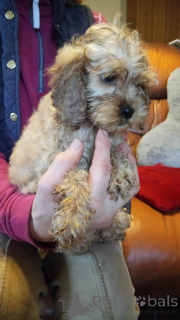 Zdjęcie №1. cocker spaniel amerykański - na sprzedaż w Bochum | 1913zł | Zapowiedź №149066