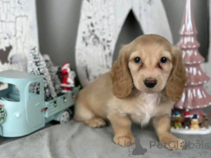 Zdjęcie №3. Jamniki wyszkolone do korzystania z toalety. USA