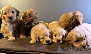 Zdjęcie №2 do zapowiedźy № 132765 na sprzedaż  maltipu - wkupić się Niemcy prywatne ogłoszenie