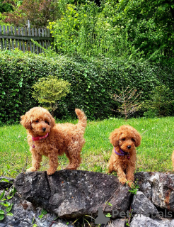 Zdjęcie №1. pudel (zabawka) - na sprzedaż w Esens | 4784zł | Zapowiedź №161542