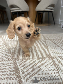 Zdjęcie №2 do zapowiedźy № 139150 na sprzedaż  jamnik - wkupić się Niemcy hodowca