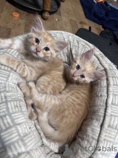 Zdjęcie №2 do zapowiedźy № 148698 na sprzedaż  maine coon - wkupić się USA 