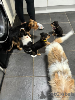 Zdjęcie №2 do zapowiedźy № 120227 na sprzedaż  jack russell terrier - wkupić się Wielka Brytania prywatne ogłoszenie