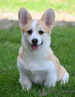 Zdjęcie №4. Sprzedam welsh corgi w Belgrad.  - cena - negocjowane