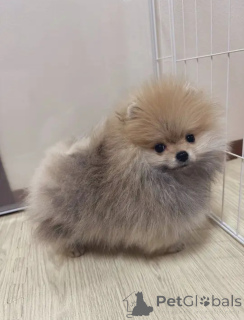 Zdjęcie №2 do zapowiedźy № 162797 na sprzedaż   - wkupić się Belgia prywatne ogłoszenie