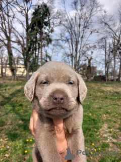 Zdjęcie №4. Sprzedam labradoodle w Belgrad.  - cena - negocjowane