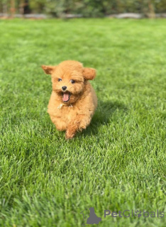 Zdjęcie №3. Urocza 11Weekold Female Poodle gotowa do kochającego domu (Brighton, Wielka. Wielka Brytania