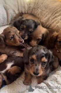 Zdjęcie №1. jamnik - na sprzedaż w Lizbona | 3348zł | Zapowiedź №165954