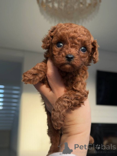 Zdjęcie №1. pies nierasowy - na sprzedaż w Berlin | negocjowane | Zapowiedź №159230