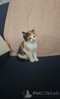 Zdjęcie №2 do zapowiedźy № 139609 na sprzedaż  somalijski - wkupić się Szwajcaria hodowca