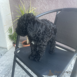 Zdjęcie №2 do zapowiedźy № 19759 na sprzedaż  pudel (zabawka) - wkupić się Gruzja prywatne ogłoszenie