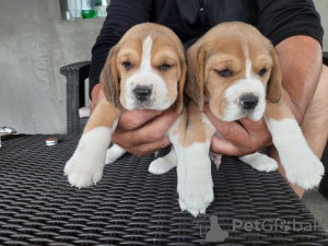 Zdjęcie №2 do zapowiedźy № 100259 na sprzedaż  beagle (rasa psa) - wkupić się Polska prywatne ogłoszenie, od żłobka, ze schronu, hodowca