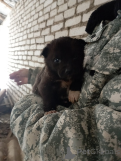 Zdjęcie №1. pies nierasowy - na sprzedaż w Mińsk | Bezpłatny | Zapowiedź №164453