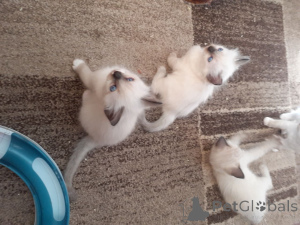 Zdjęcie №4. Sprzedam ragdoll w Lègstrup. prywatne ogłoszenie, hodowca - cena - 3588zł