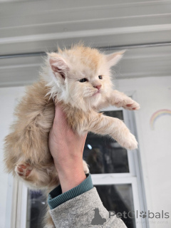 Zdjęcie №3. Uroczy kociak rasy Mainecoon. Niemcy