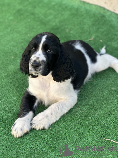 Zdjęcie №1. springer spaniel angielski - na sprzedaż w Plovdiv | 6278zł | Zapowiedź №121742