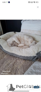 Zdjęcie №2 do zapowiedźy № 151982 na sprzedaż  kot brytyjski krótkowłosy - wkupić się Francja 