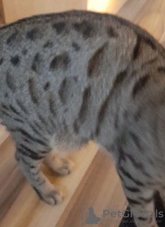 Zdjęcie №3. Katze Felix. Niemcy