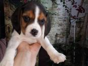 Zdjęcie №2 do zapowiedźy № 1162 na sprzedaż  beagle (rasa psa) - wkupić się Białoruś prywatne ogłoszenie, hodowca