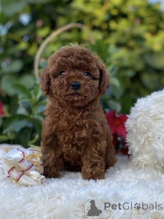 Zdjęcie №1. pudel (zabawka) - na sprzedaż w Berlin | negocjowane | Zapowiedź №155842