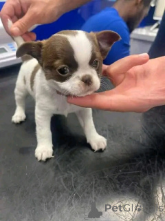 Zdjęcie №3. Sprzedam śliczne urocze szczenięta Chihuahua. Skontaktuj się z firmą WhatsApp. Niemcy