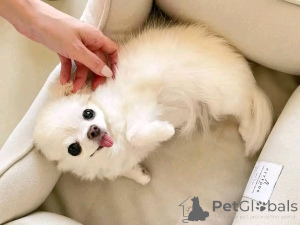 Zdjęcie №2 do zapowiedźy № 138051 na sprzedaż  chihuahua (rasa psów) - wkupić się Hiszpania hodowca