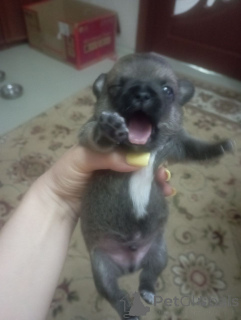 Zdjęcie №4. Sprzedam chihuahua (rasa psów) w Lipieck. hodowca - cena - 361zł