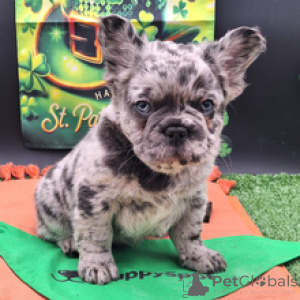 Zdjęcie №2 do zapowiedźy № 166023 na sprzedaż  buldog francuski - wkupić się Niemcy prywatne ogłoszenie