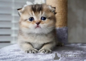 Zdjęcie №4. Sprzedam munchkin w Monachium. hodowca - cena - negocjowane