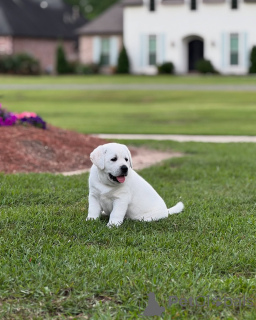 Zdjęcie №2 do zapowiedźy № 142058 na sprzedaż   - wkupić się Wielka Brytania ze schronu