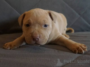 Zdjęcie №2 do zapowiedźy № 134754 na sprzedaż  bulterier - wkupić się Serbia 