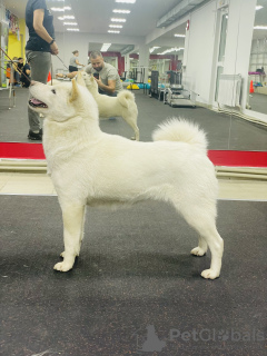 Zdjęcie №3. Szczenięta Hokkaido. Federacja Rosyjska