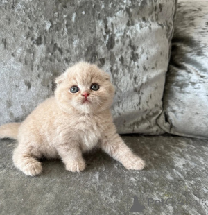 Zdjęcie №1. scottish fold - na sprzedaż w Aarbergen | 1674zł | Zapowiedź № 174780