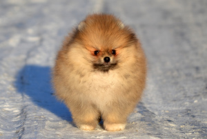 Zdjęcie №2 do zapowiedźy № 5834 na sprzedaż  pies nierasowy - wkupić się Federacja Rosyjska od żłobka