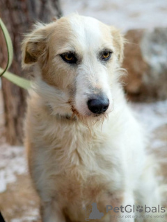 Dodatkowe zdjęcia: Absolutnie niesamowity pies Firefly szuka swojej rodziny!