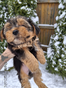 Zdjęcie №3. Urocze szczenięta Yorkshire Terrier. Litwa