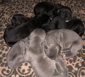 Zdjęcie №1. cane corso - na sprzedaż w Vienna | 4186zł | Zapowiedź №67576