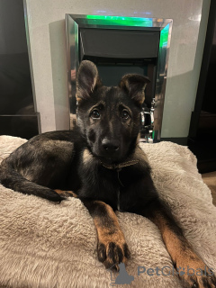 Zdjęcie №1. owczarek niemiecki - na sprzedaż w Arizona | 2317zł | Zapowiedź №159458