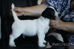 Zdjęcie №1. jack russell terrier - na sprzedaż w Petersburg | negocjowane | Zapowiedź №26902
