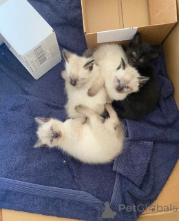 Zdjęcie №1. kot birmański - na sprzedaż w Rüdersdorf | 1674zł | Zapowiedź № 147331