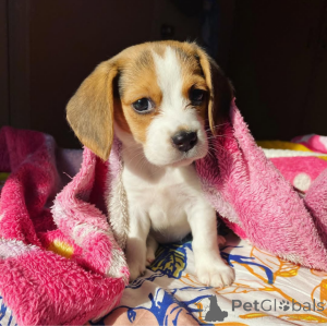 Zdjęcie №2 do zapowiedźy № 164608 na sprzedaż   - wkupić się Kanada 