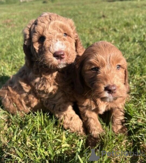 Zdjęcie №1. golden retriever - na sprzedaż w Algermissen | 1674zł | Zapowiedź №171431