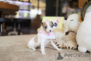 Zdjęcie №4. Sprzedam chihuahua (rasa psów) w Arizona. hodowca - cena - negocjowane