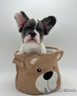 Zdjęcie №2 do zapowiedźy № 150642 na sprzedaż  buldog francuski - wkupić się Niemcy ze schronu, hodowca