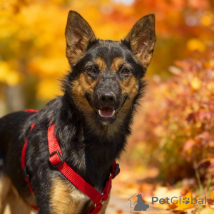 Zdjęcie №1. pies nierasowy - na sprzedaż w Rzeka Moskwa | Bezpłatny | Zapowiedź №156933