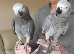 Zdjęcie №2 do zapowiedźy № 157975 na sprzedaż   - wkupić się Dania 