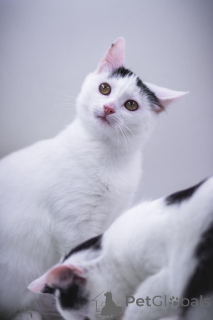 Zdjęcie №2 do zapowiedźy № 155316 na sprzedaż   - wkupić się Federacja Rosyjska prywatne ogłoszenie