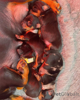 Zdjęcie №4. Sprzedam jamnik w Christchurch. hodowca - cena - 6951zł