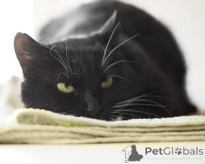 Zdjęcie №1.  - na sprzedaż w Mińsk | Bezpłatny | Zapowiedź № 162272