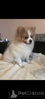 Zdjęcie №1. szpic niemiecki, szpic miniaturowy - na sprzedaż w Paryż | 6936zł | Zapowiedź №164537